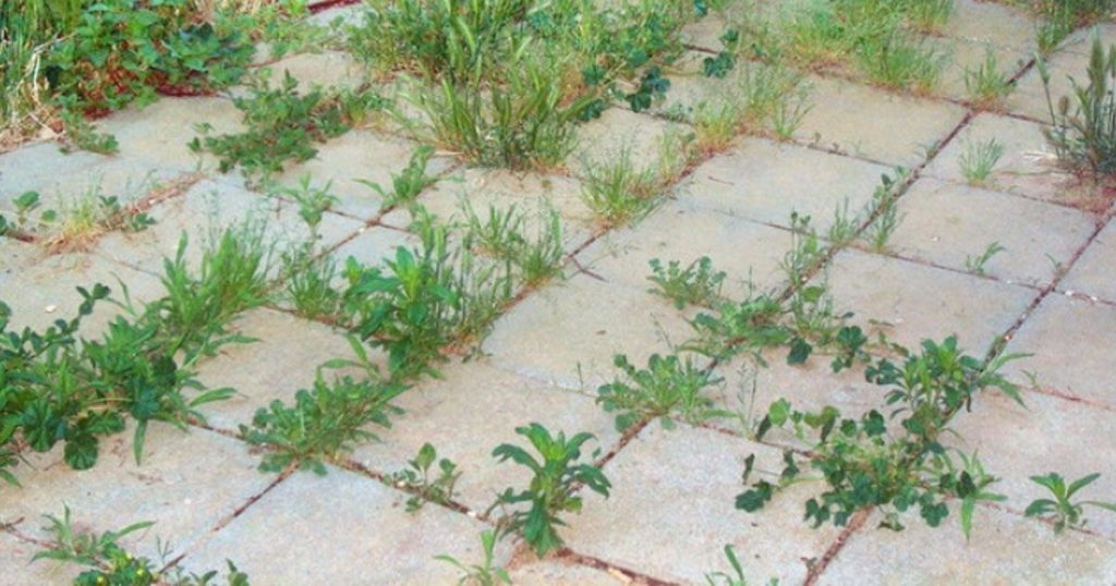 9 most effective ways to kill weeds naturally 99easyrecipes