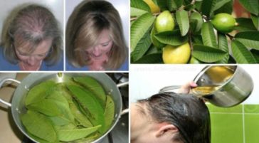 GUAVA LEAVES CAN 100% STOP YOUR HAIR LOSS AND MAKE IT GROW LIKE CRAZY 2024 | TIPS