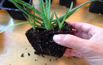 The Oxygen Bomb: When You Insert This Plant, You Take Out All The Toxins From Your Home! 2024 | TIPS