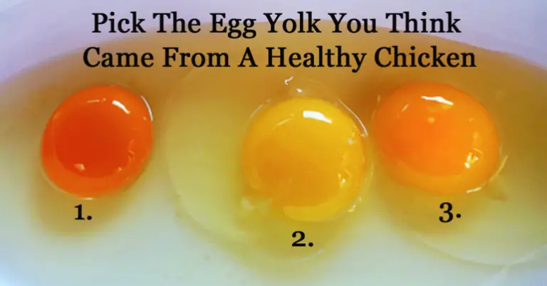 Which Egg Do You Think Came from a Healthy Chicken? – 99easyrecipes