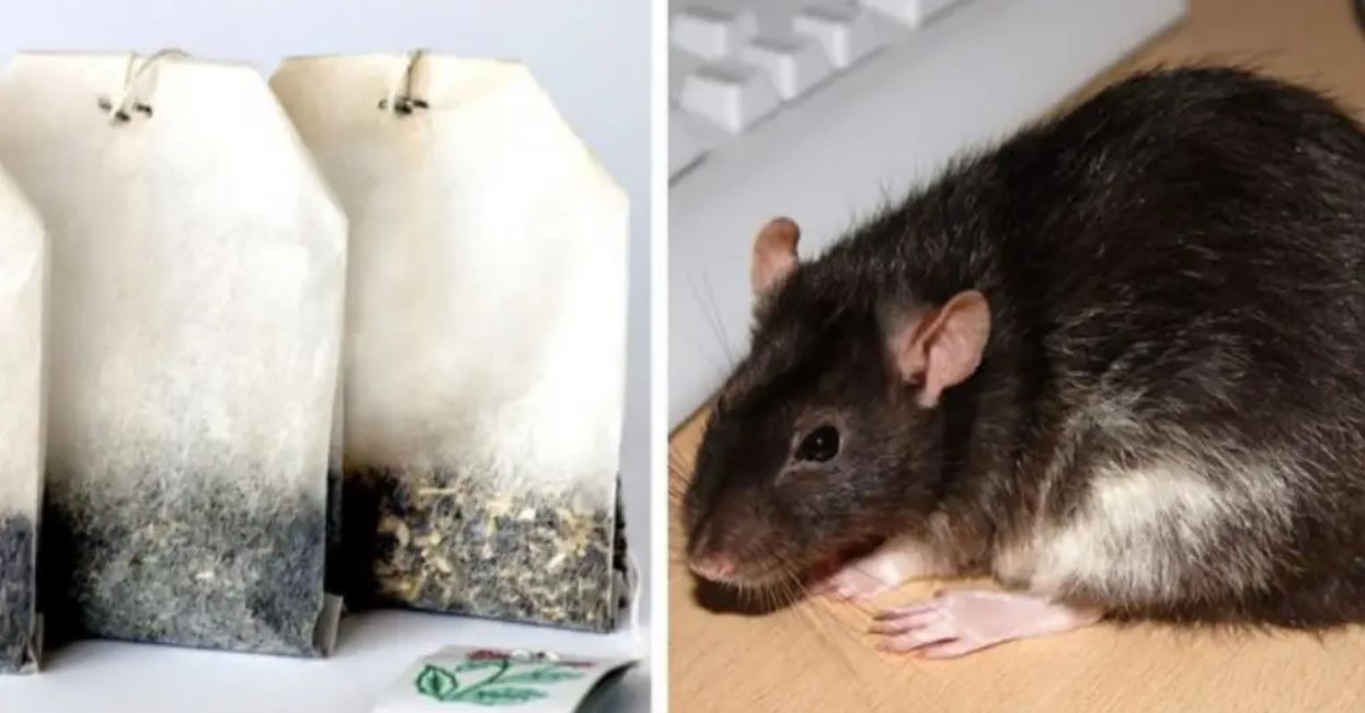 Use The Tea Bag Method To Keep Rats And Spiders Out Of Your Home